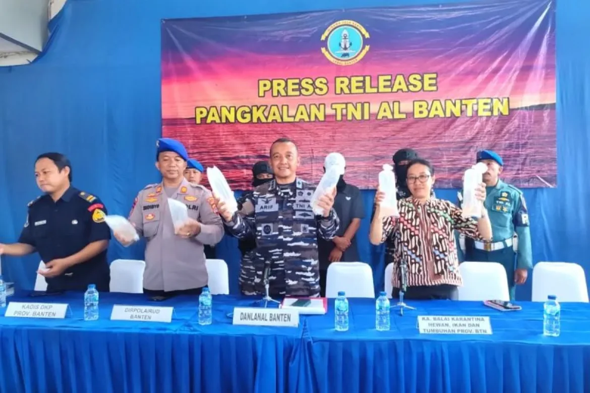 Lanal Banten Gagalkan Penyeludupan Benih Lobster ke Vietnam