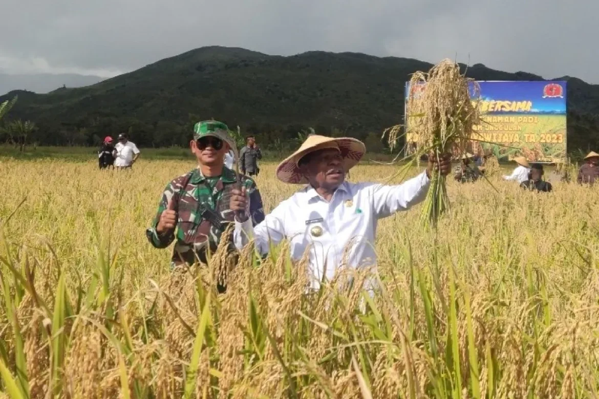 Ilustrasi panen padi oleh Gubernur Papua. Foto: Antara