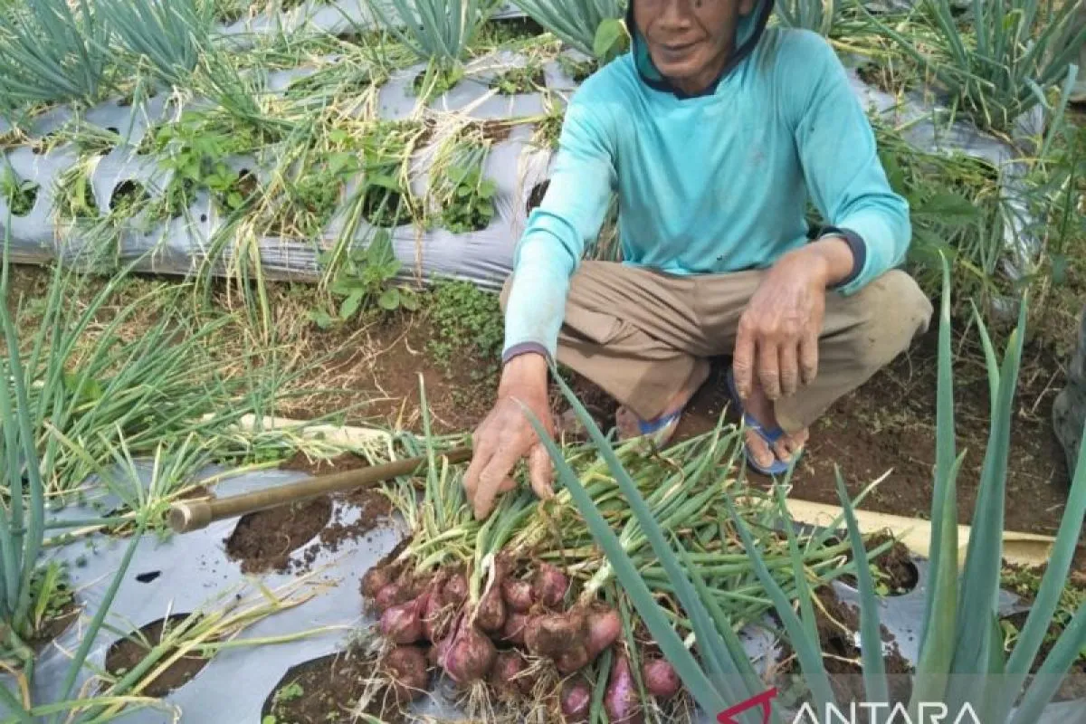 Mentan Sebut Food Estate Berjalan Baik dan Sesuai Target Mentan Sebut Food Estate Berjalan Baik dan Sesuai Target
